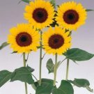 Helianthus Sunbright 250 seeds
