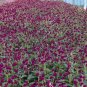Gomphrena globosa Qis Purple 500 seeds