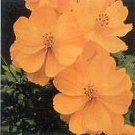 Cosmos-ladybird Gold 500 seeds