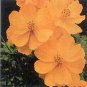 Cosmos-ladybird Gold 500 seeds