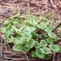Claytonia perfoliata 1,000 seeds