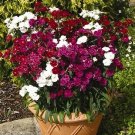Dianthus Dynasty Double Mix 100 seeds