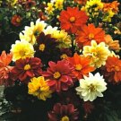 Dahlia Figaro Mix 250 seeds