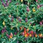 Pepper Ornamental Twilight 250 seeds