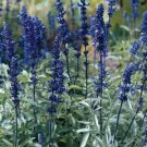 Salvia Victoria Blue 500 seeds