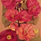 Abutilon Giant Hybrids 250 seeds