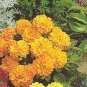 Dahlia Figaro Orange Shades 250 seeds