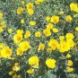 Eschscholzia Golden West 1,000 seeds