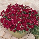 Dianthus Dynasty Double Red 100 seeds