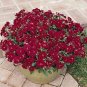 Dianthus Dynasty Double Red 100 seeds