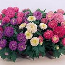 Aster 1000 Wonders Mix 500 seeds