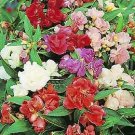 Balsam Camellia Mix 500 seeds