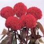 Celosia Kurume New Scarlet/Bronze Lf 500 seeds