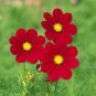 Cosmos Versailles Red 500 seeds