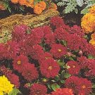 Dahlia Figaro Violet Shades 250 seeds