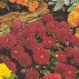 Dahlia Figaro Violet Shades 250 seeds