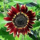 Helianthus Floristan 250 seeds