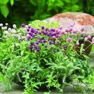 Gomphrena Las Vegas Mix 250 seeds