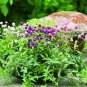 Gomphrena Las Vegas Mix 250 seeds