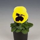 Pansy Inspire+ Lemon Blotch 250 seeds