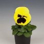 Pansy Inspire+ Lemon Blotch 250 seeds