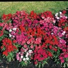 Dianthus Diamond Mix 250 seeds
