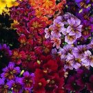 Salpiglossis Bolero Mix 1,000 seeds
