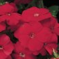 Phlox 21'st Century Scarlet 100 seeds