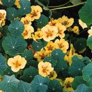 Nasturtium Wina (Peach Melba) 100 seeds