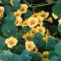 Nasturtium Wina (Peach Melba) 100 seeds