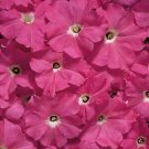 Petunia Celebrity Pink 1,000 seeds