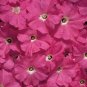 Petunia Celebrity Pink 1,000 seeds
