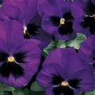 Pansy Magnum Blue-Blotch 250 seeds