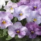 Pansy Magnum Lilac Shades 250 seeds