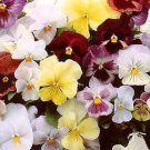 Pansy Magnum Mix 250 seeds