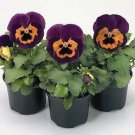 Pansy Inspire+ Purple-Orange 250 seeds