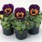 Pansy Inspire+ Purple-Orange 250 seeds
