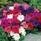Petunia LimboGP Mix 500 seeds
