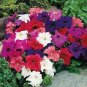 Petunia LimboGP Mix 500 seeds