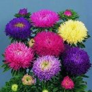Aster Gala Mix 500 seeds