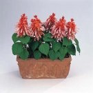 Salvia Vista Salmon 500 seeds