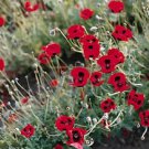 Papaver Ladybird 500 seeds
