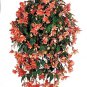 Begonia Illumination Salmon Pink 100 seeds