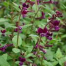 Cuphea Purple Passion 250 seeds