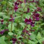 Cuphea Purple Passion 250 seeds