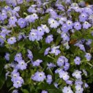 Browallia Cascade Sky Blue 500 seeds
