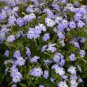 Browallia Cascade Sky Blue 500 seeds