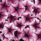 Petunia Celebrity Plum Ice 1,000 seeds