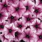Petunia Celebrity Plum Ice 1,000 seeds