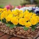 Pansy Inspire+ Yellow Clear 250 seeds